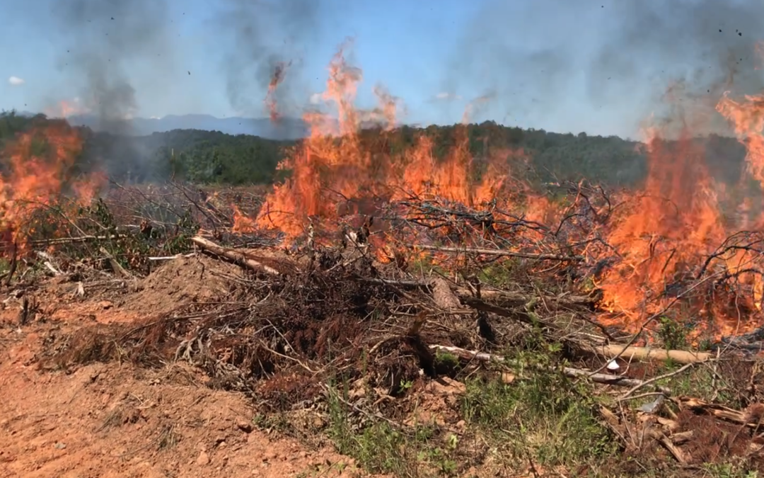 Forest Restoration Gets Started at Catawba Run!