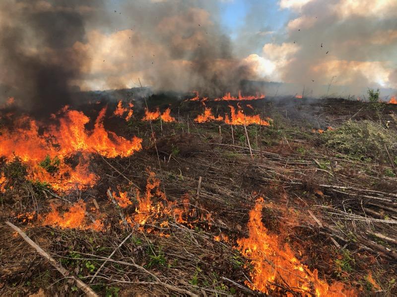 Ramping up Forest Regeneration with Drum Chop and Burn