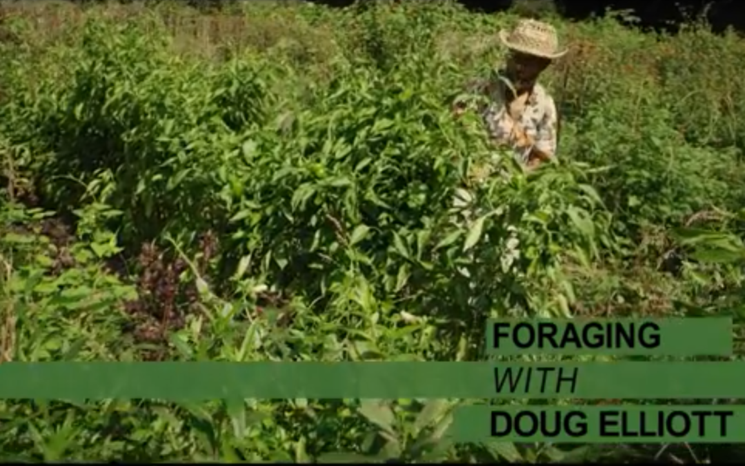 Foraging with Doug Elliott: Video Series