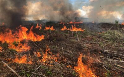 Ramping up Forest Regeneration with Drum Chop and Burn